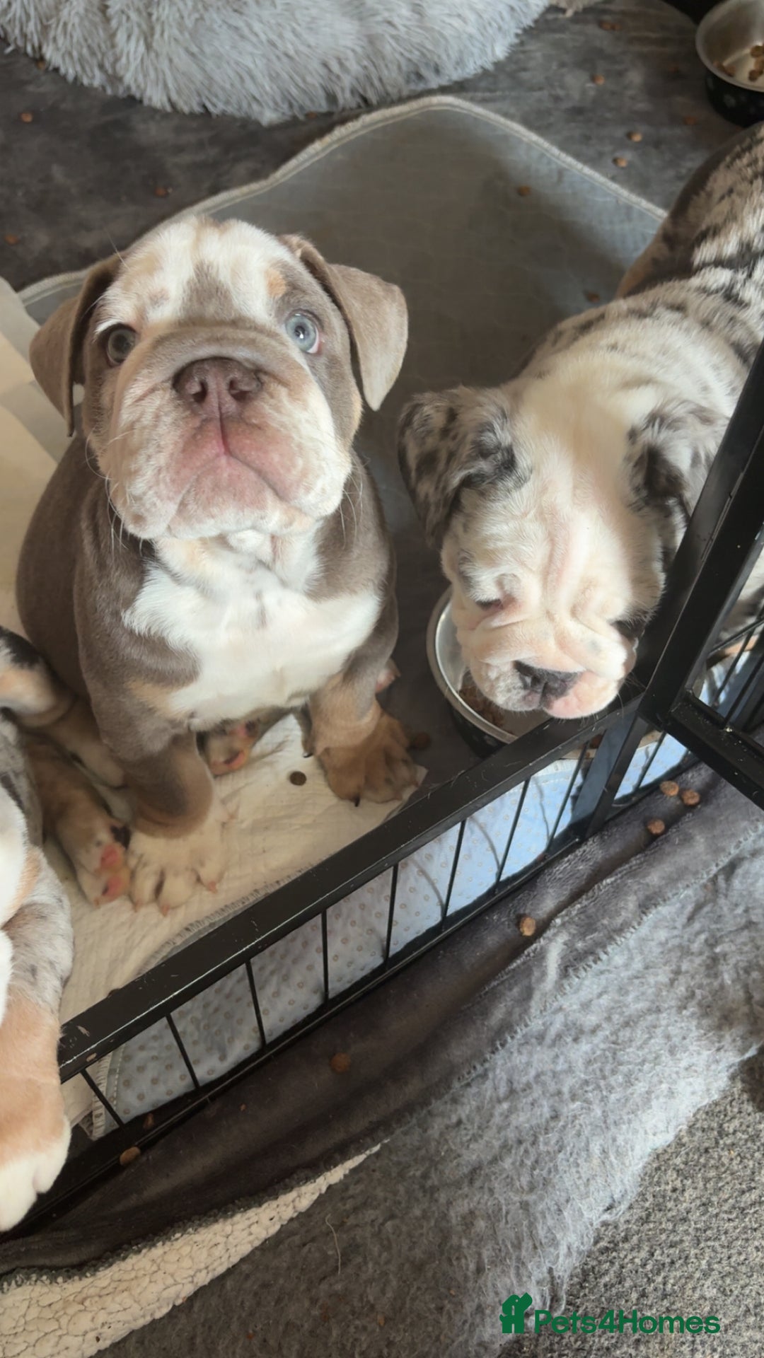 Olde English Bulldogge dogs for sale: Old English bulldog pups fluffy carriers❤️ - Image 28