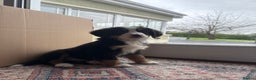 Bernese Mountain Dog dogs for sale: Bernese Mountain Dog Pups  - Advert 12
