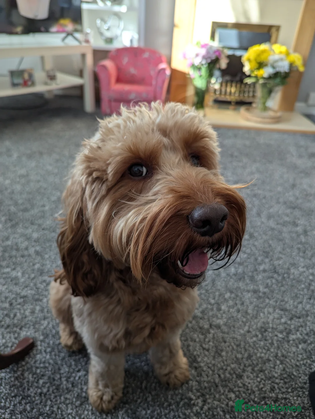 Cockapoo dogs for stud: 100% Proven F1 Fox Red Cockapoo, Stud only in Kirkcaldy - Advert 32