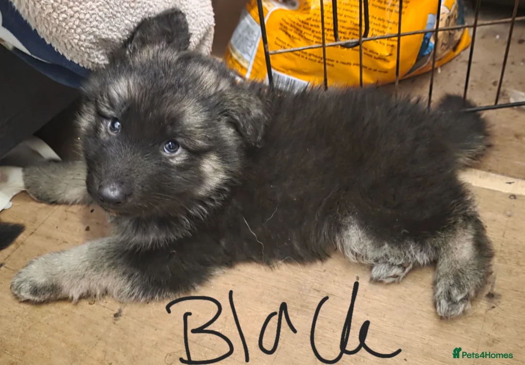 German Shepherd dogs for sale: German shepherd puppies - Advert 9