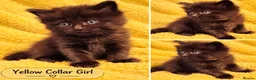 Mixed Breed cats for sale: Ragdoll Maine Coon Cross Kittens 🐾 - Advert 11
