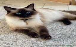 Ragdoll cats for sale: Ragdoll girls  - Image 4