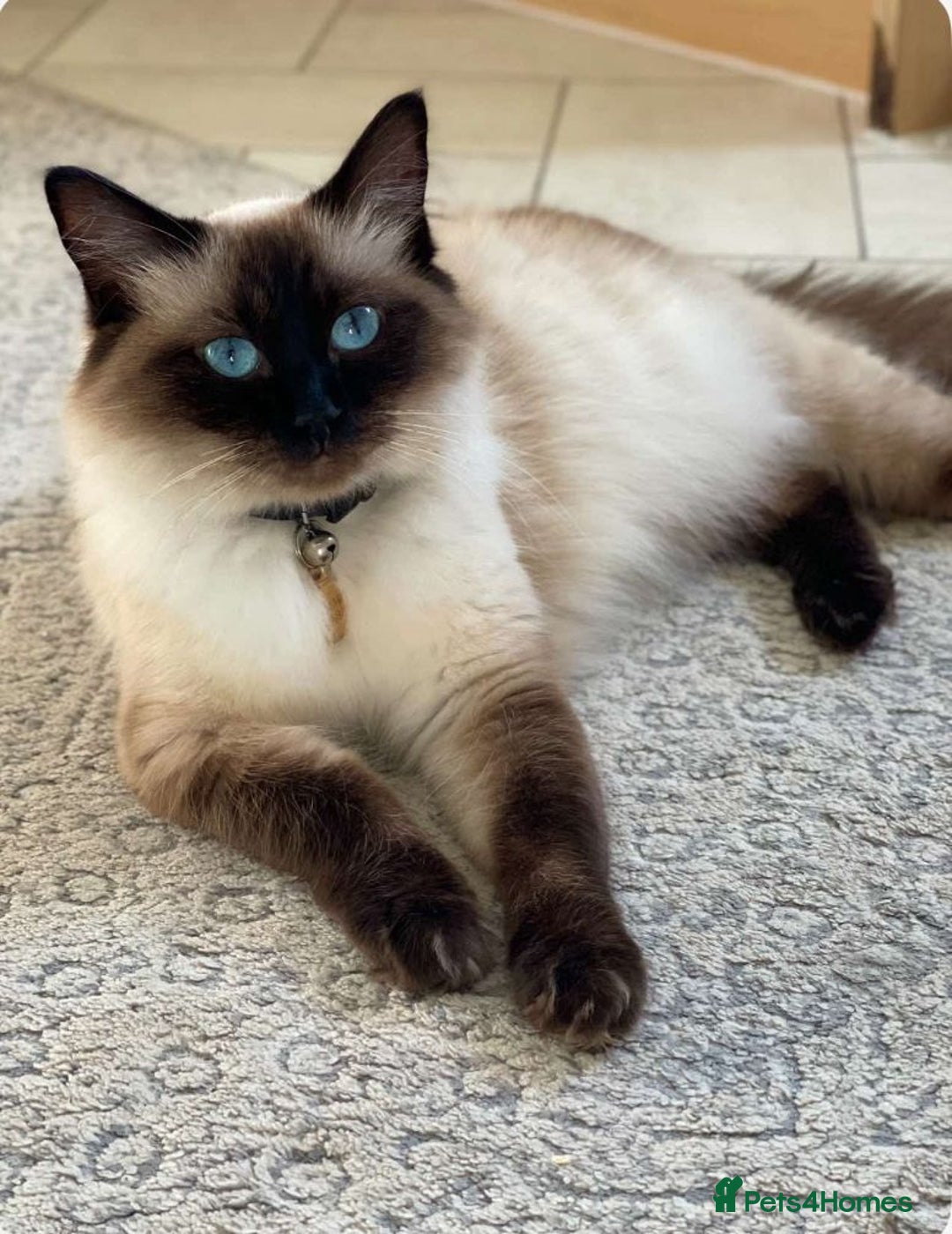Ragdoll cats for sale: Ragdoll girls  - Image 4
