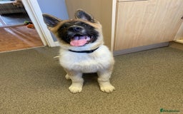Akita dogs for sale: 17 week old American male Akita  - Image 2