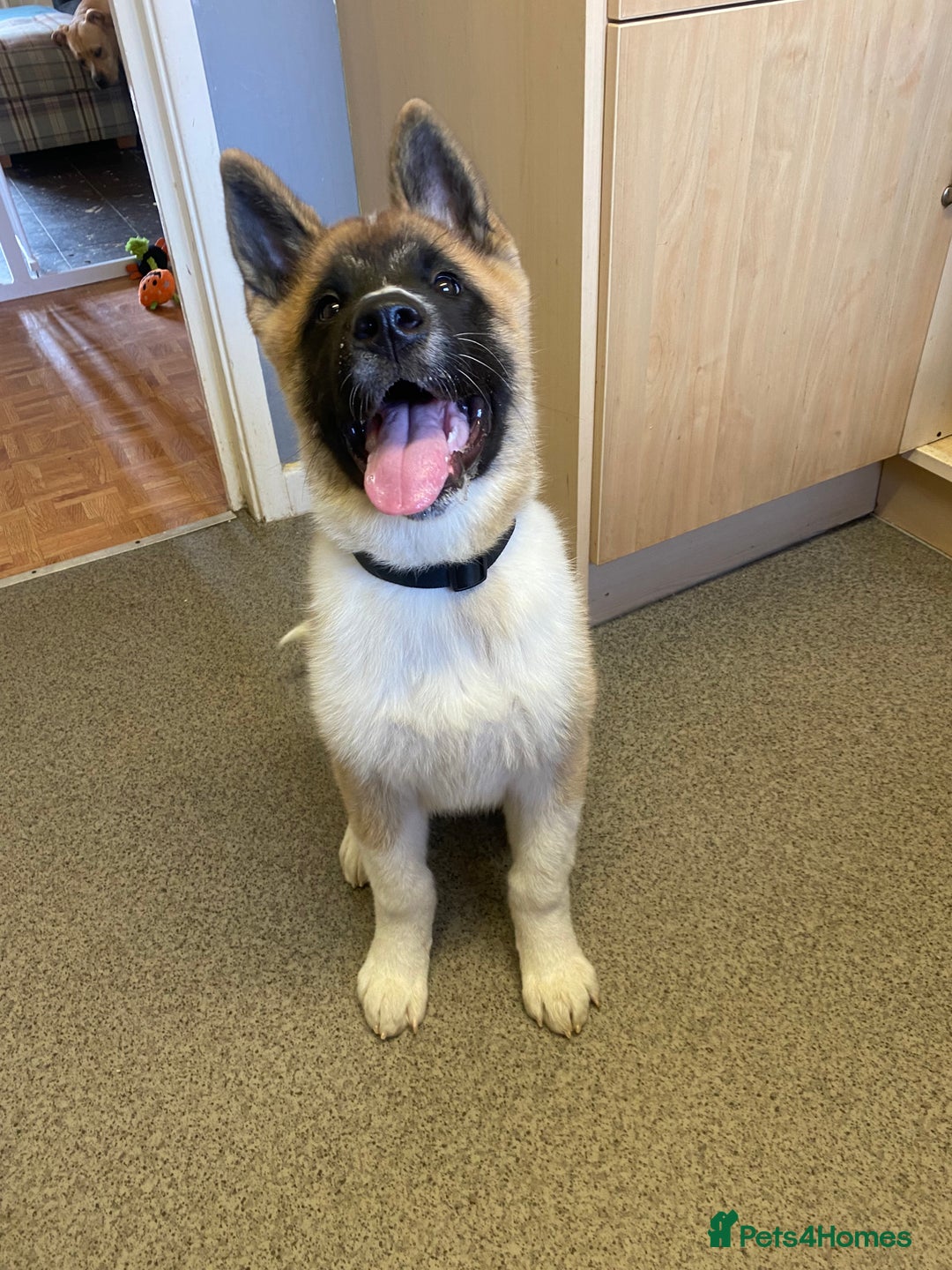 Akita dogs for sale: 17 week old American male Akita  - Image 2