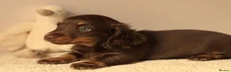 Miniature Dachshund dogs for sale: 5*Licensed Holistic +Kc reg+Pra Clear+Vet Checked - Advert 18