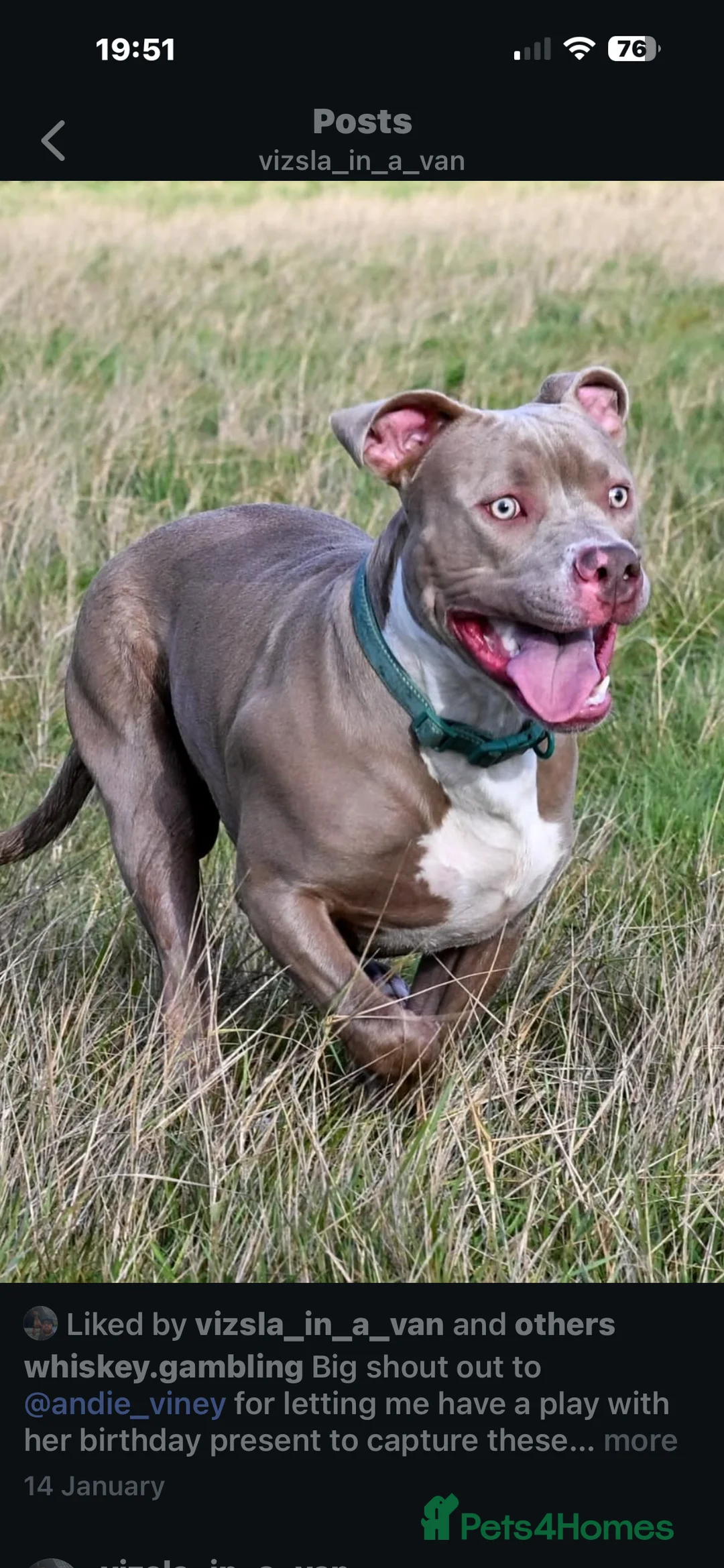 Mixed Breed dogs for sale: 9 mo entire male  - Advert 4