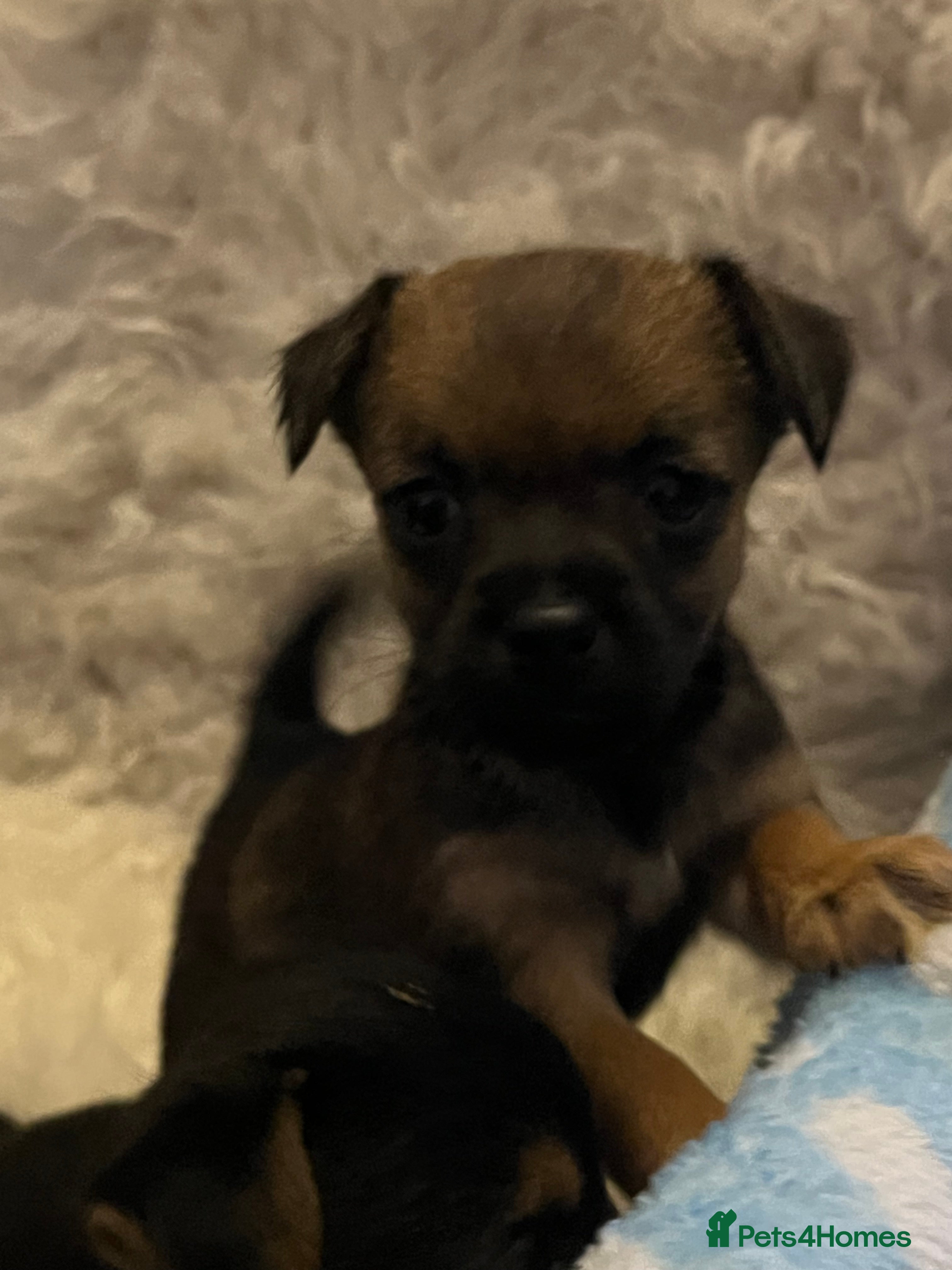 Mixed Breed dogs Stunning jack x borders ❤️❤️❤️ ⭐️⭐️ 1 LEFT⭐️⭐️ - Advert 17