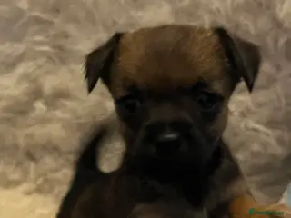 Mixed Breed dogs Stunning jack x borders ❤️❤️❤️ ⭐️⭐️ 1 LEFT⭐️⭐️ - Advert 17