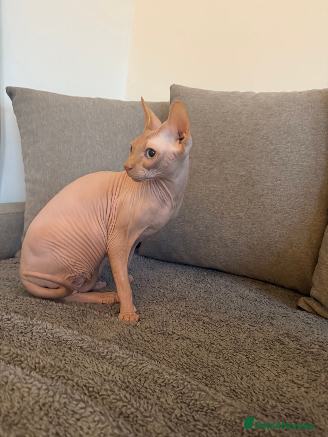 Sphynx cats for sale: Sphynx boy 2 years old  - Advert 2