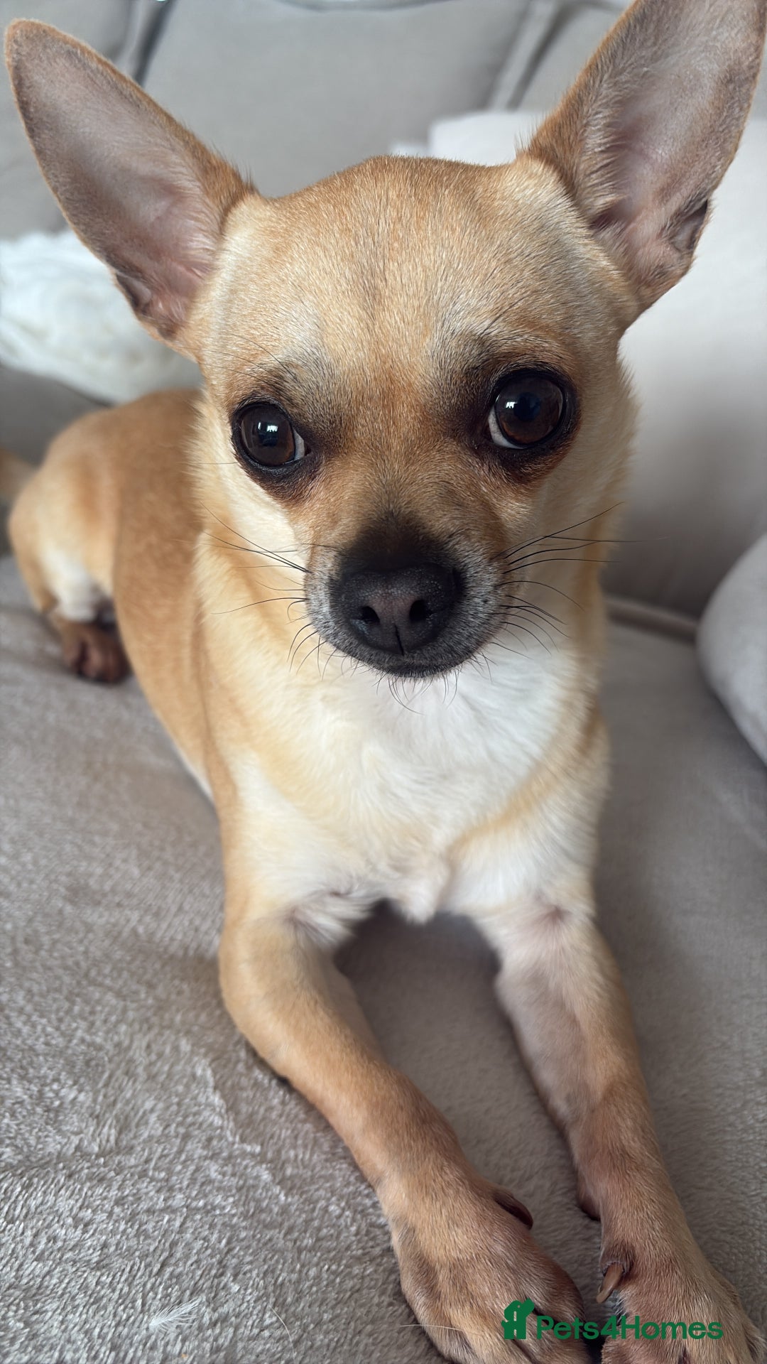 Chihuahua dogs for stud: Smart Fawn Short-Hair Chihuahua Available for Stud - Advert 4