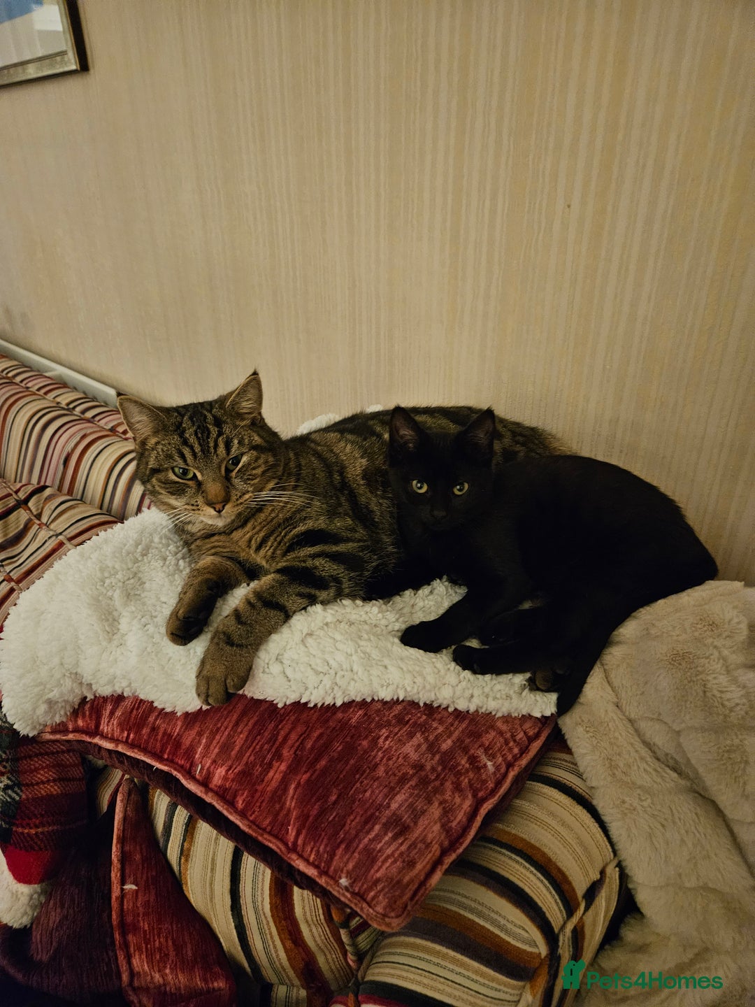 Mixed Breed cats for sale: Kitten for sale £20 - Advert 1