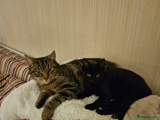 Mixed Breed cats Kitten for sale £20 - Advert 2