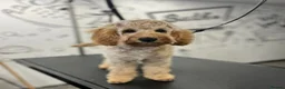 Cavapoo dogs for sale: Male Cavapoo for sale 8 months - Advert 3