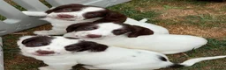 English Springer Spaniel dogs for sale: HEALTH TESTED QUALITY ENGLISH SPRINGER SPANIELS  - Advert 32