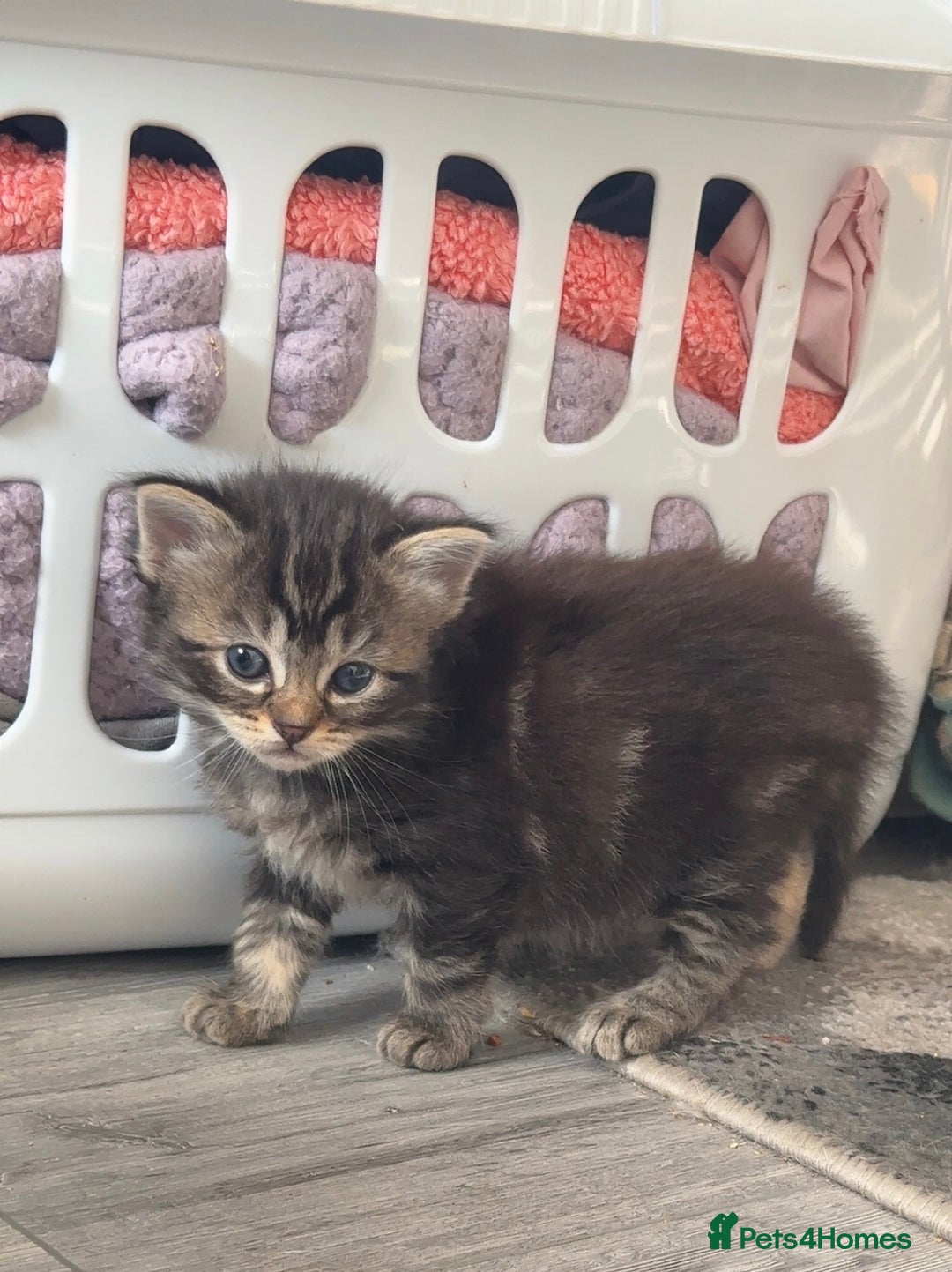 Mixed Breed cats for sale: Beautiful ragdoll x babies  in Ellesmere Port - Image 11