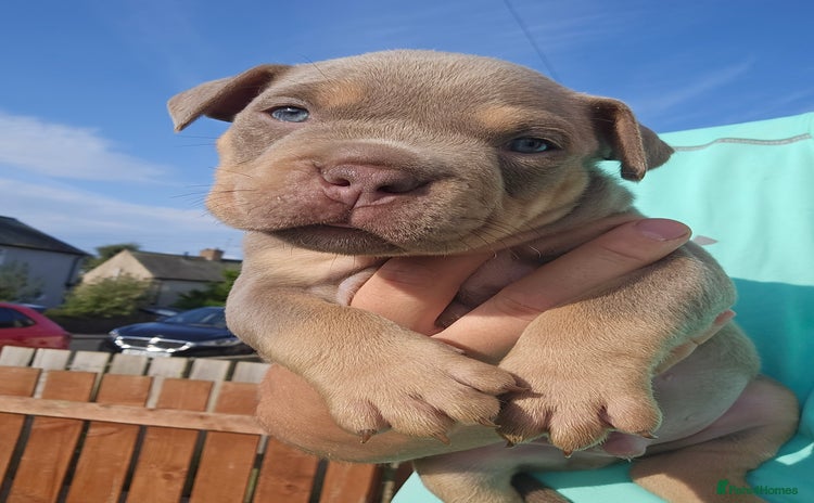 American Bully dogs - Advert 5