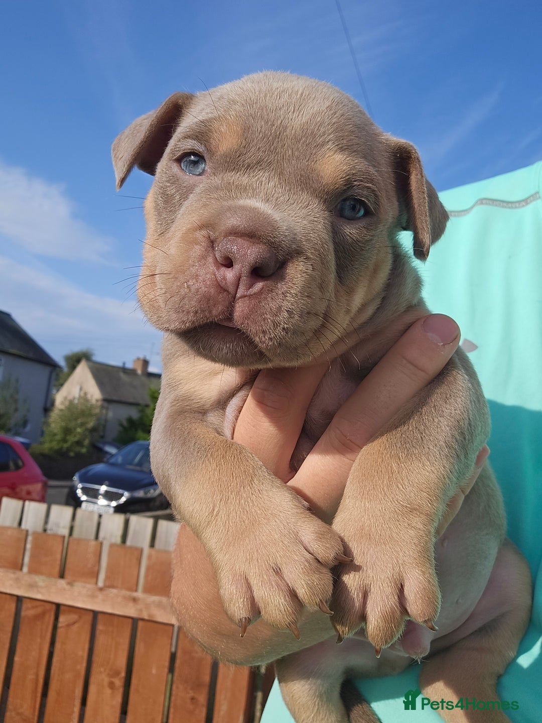 American Bully dogs for sale: Pocket Bully puppies - Image 1