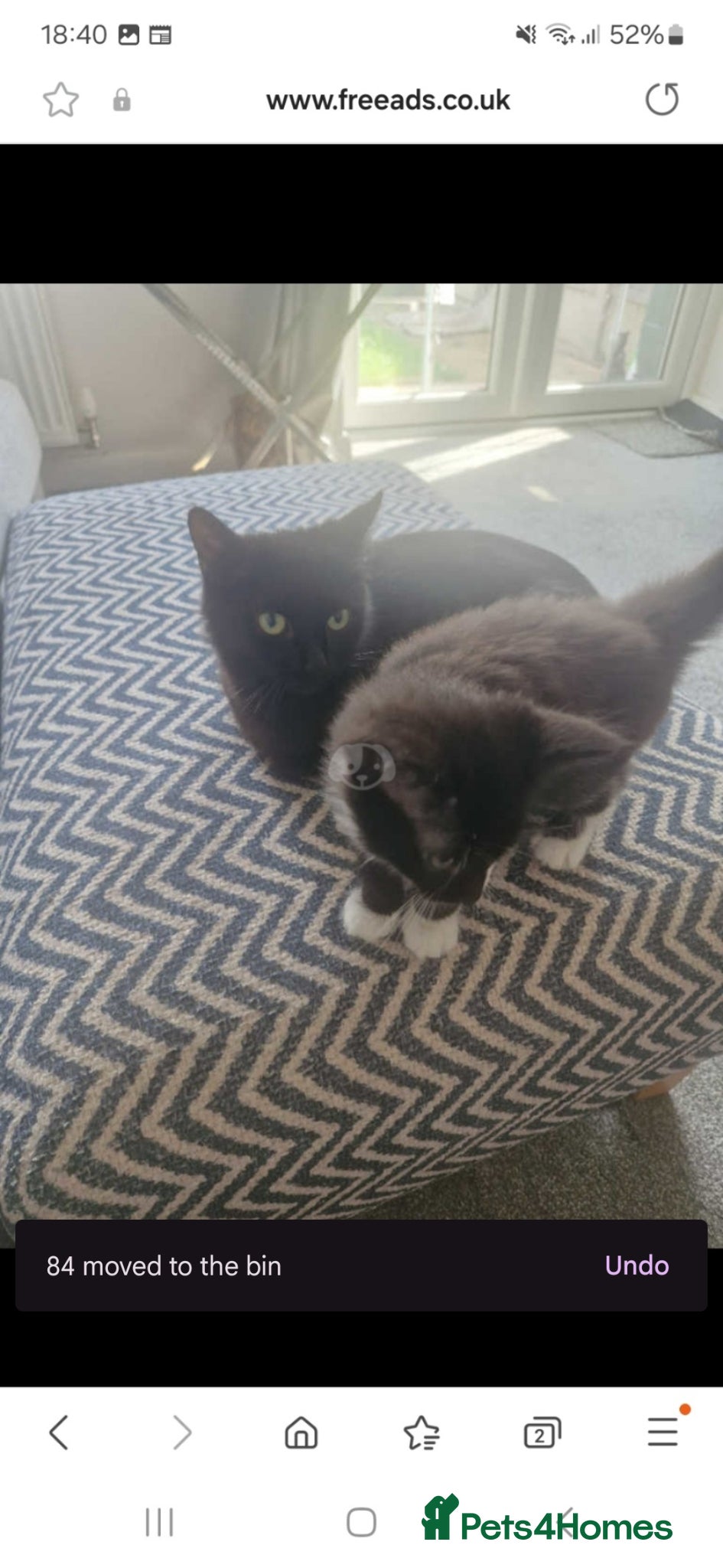 Mixed Breed cats 1 boy 1 girl tuxedo kittens - Advert 7