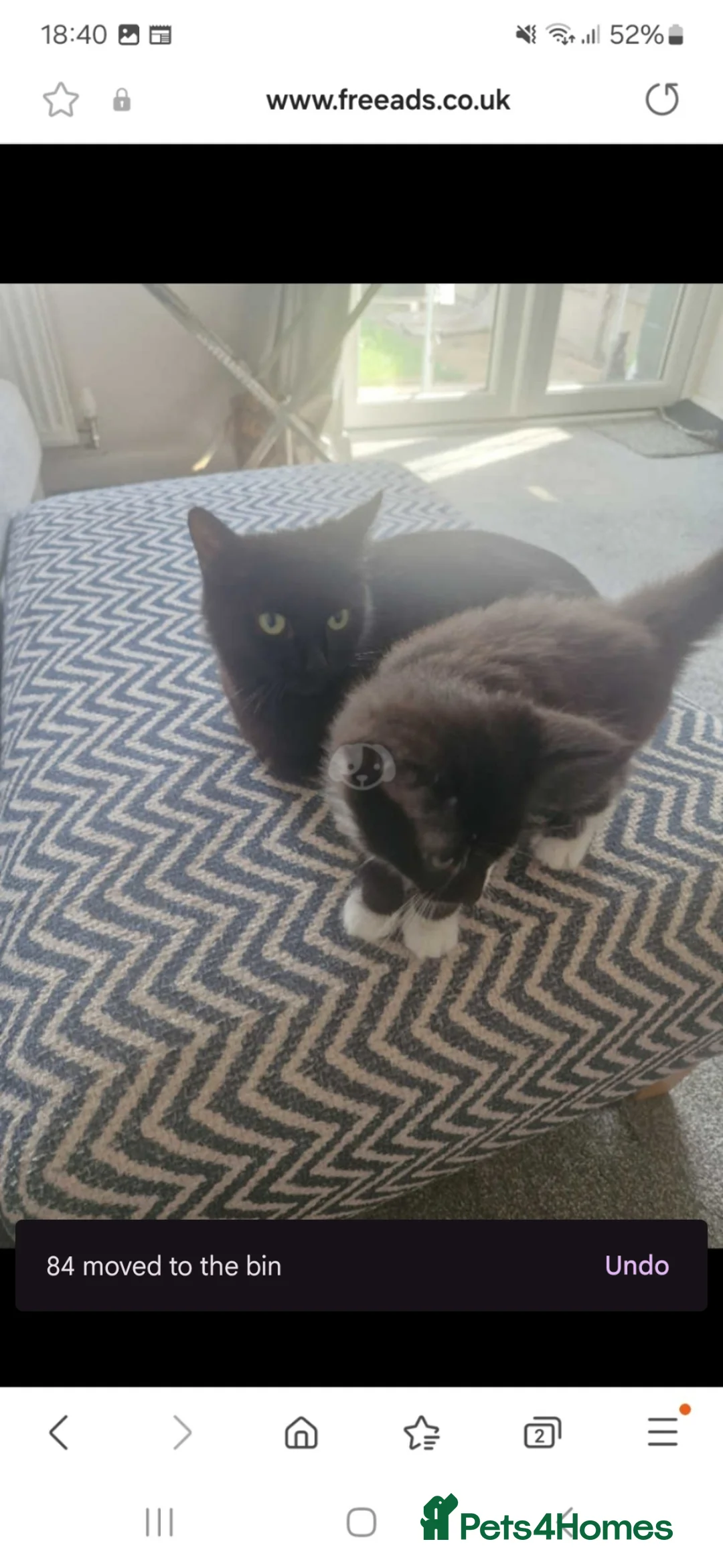 Mixed Breed cats for sale: 1 boy 1 girl tuxedo kittens in Arlesey - Advert 1