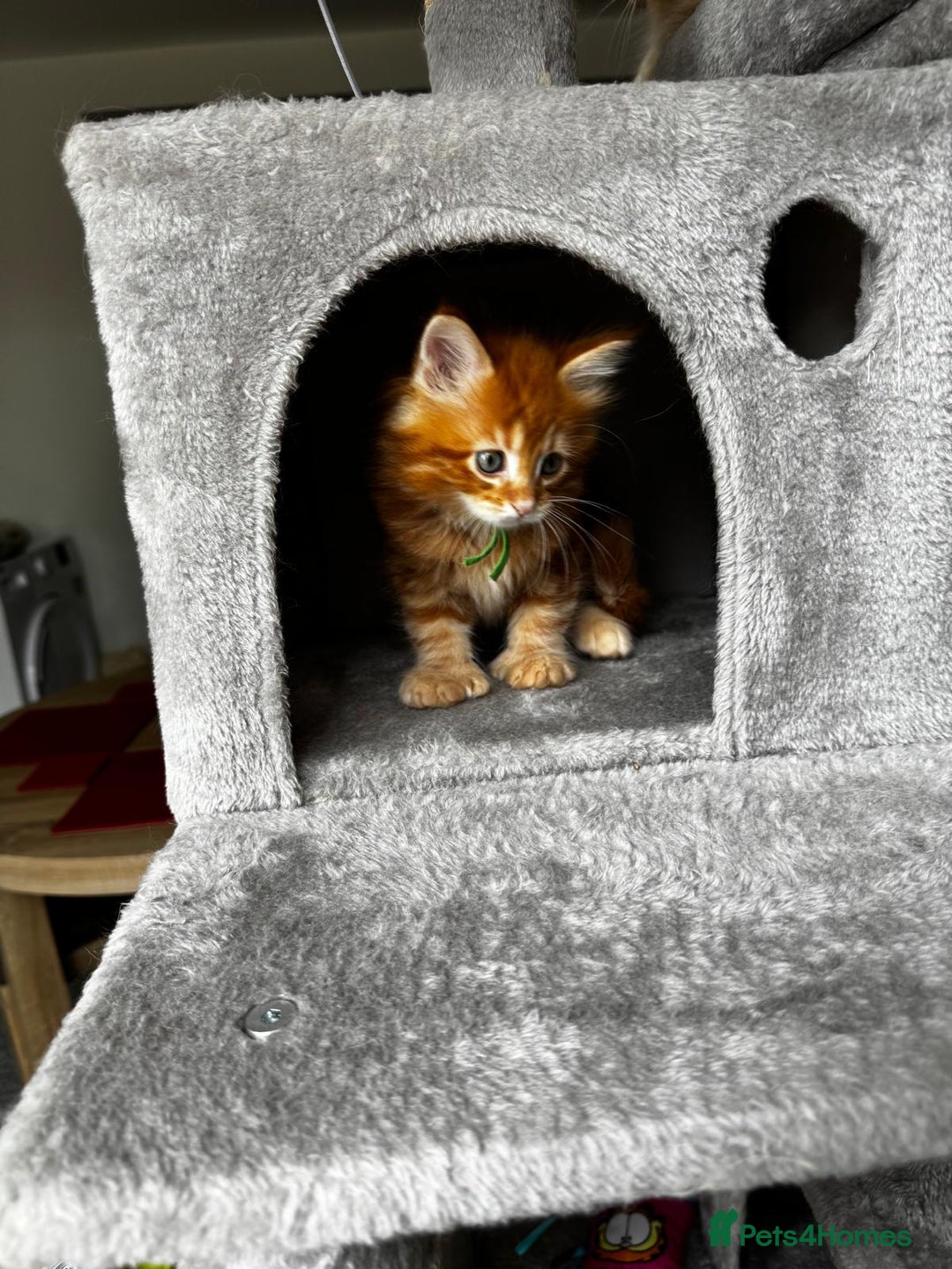 Maine Coon cats for sale: Ginger Polydactyl Main Coon kittens available - Image 15