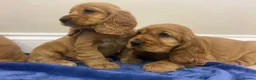 Cocker Spaniel dogs for sale: Adorable golden and balck and tan cocker spaniels  in Llanon - Advert 11