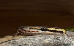 Python Snake reptiles for sale: 2 x Royal pythons  - Image 2