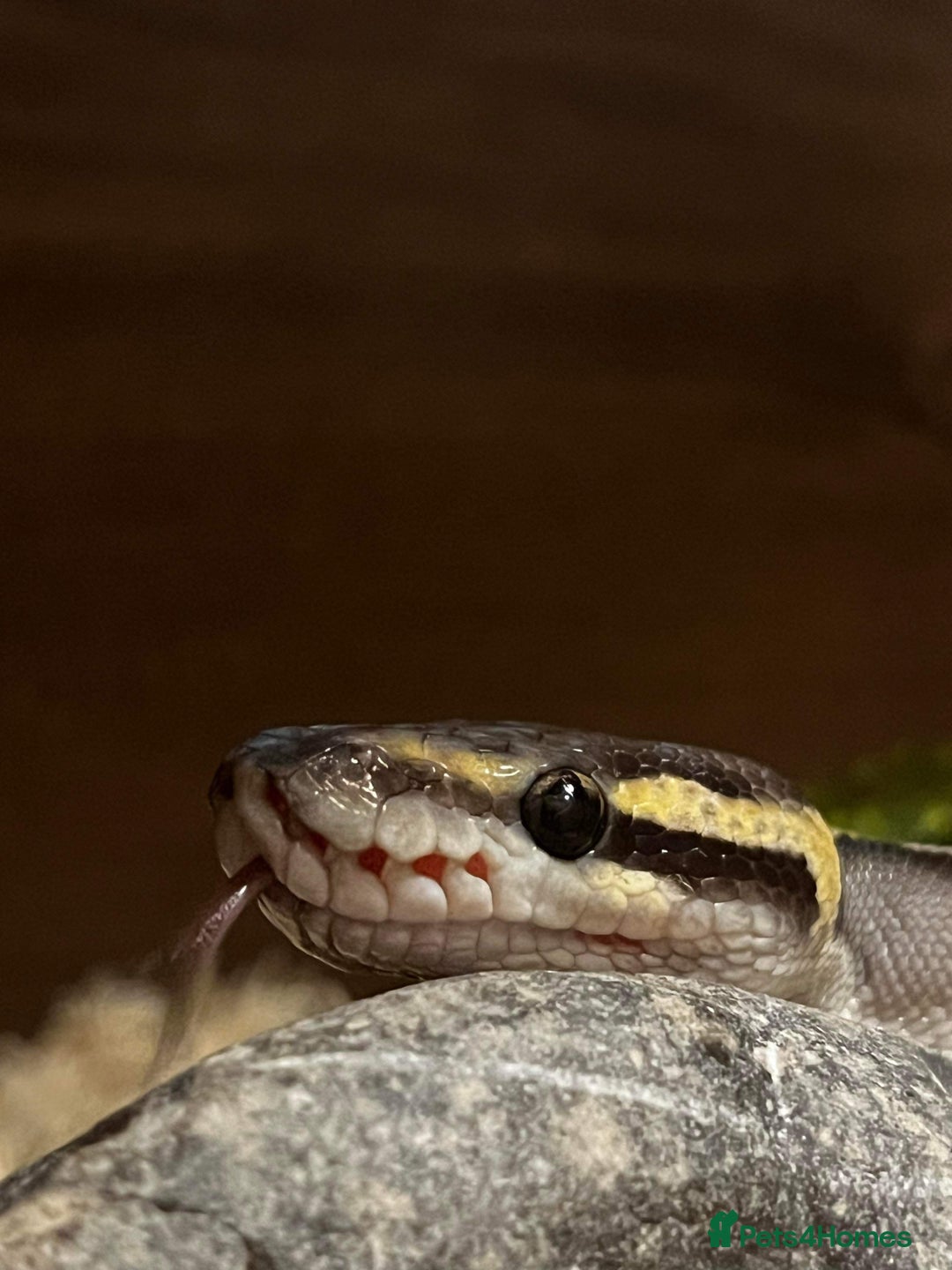 Python Snake reptiles for sale: 2 x Royal pythons  - Image 2
