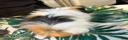 Guinea Pig rodents for sale: 3 peruvian retired sisters for loving forever home - Advert 9