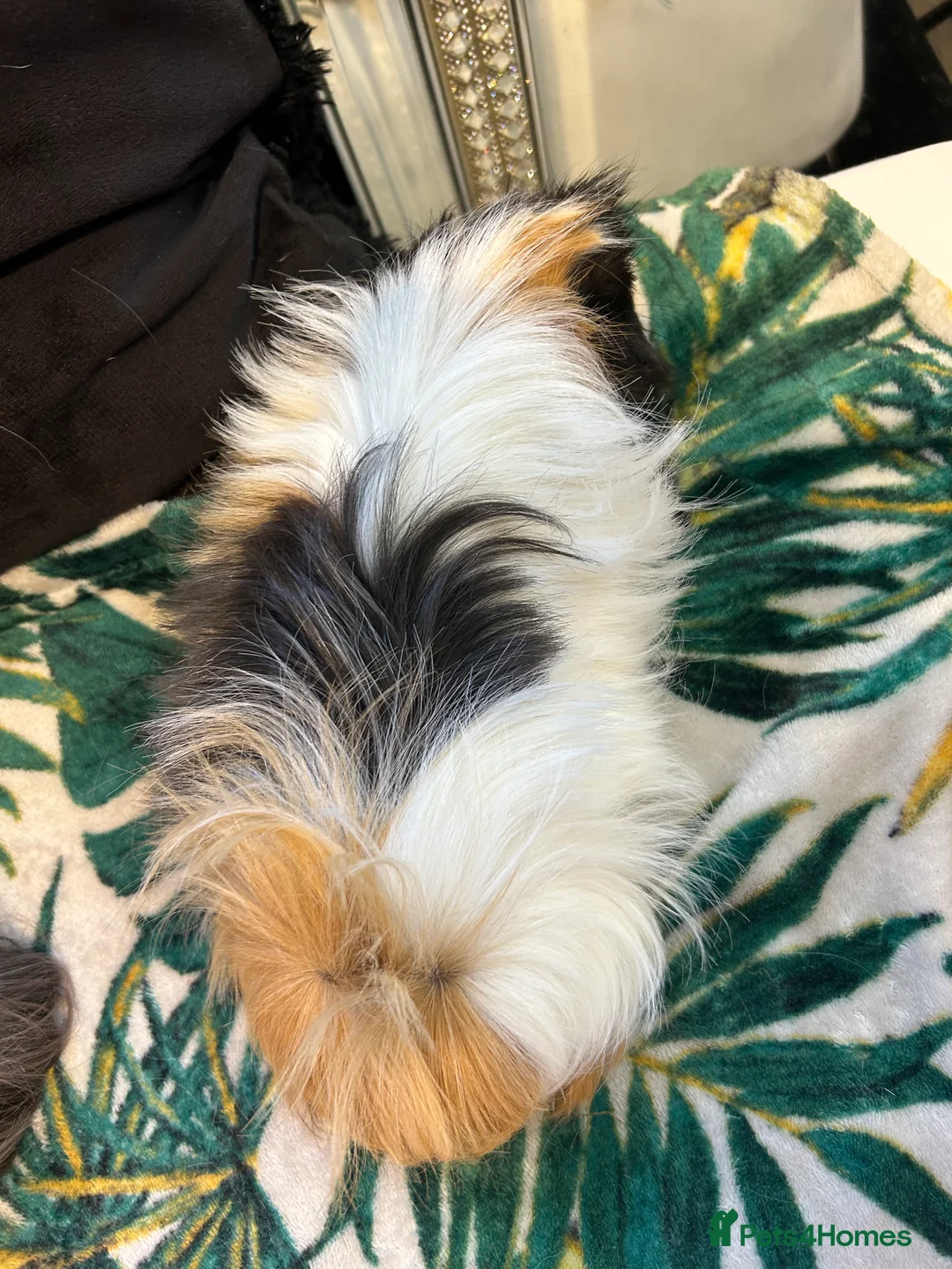 Guinea Pig rodents for sale: 3 peruvian retired sisters for loving forever home - Advert 9