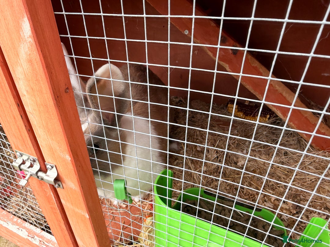 Mini Lion Lop rabbits for sale: 10£ each - Image 3