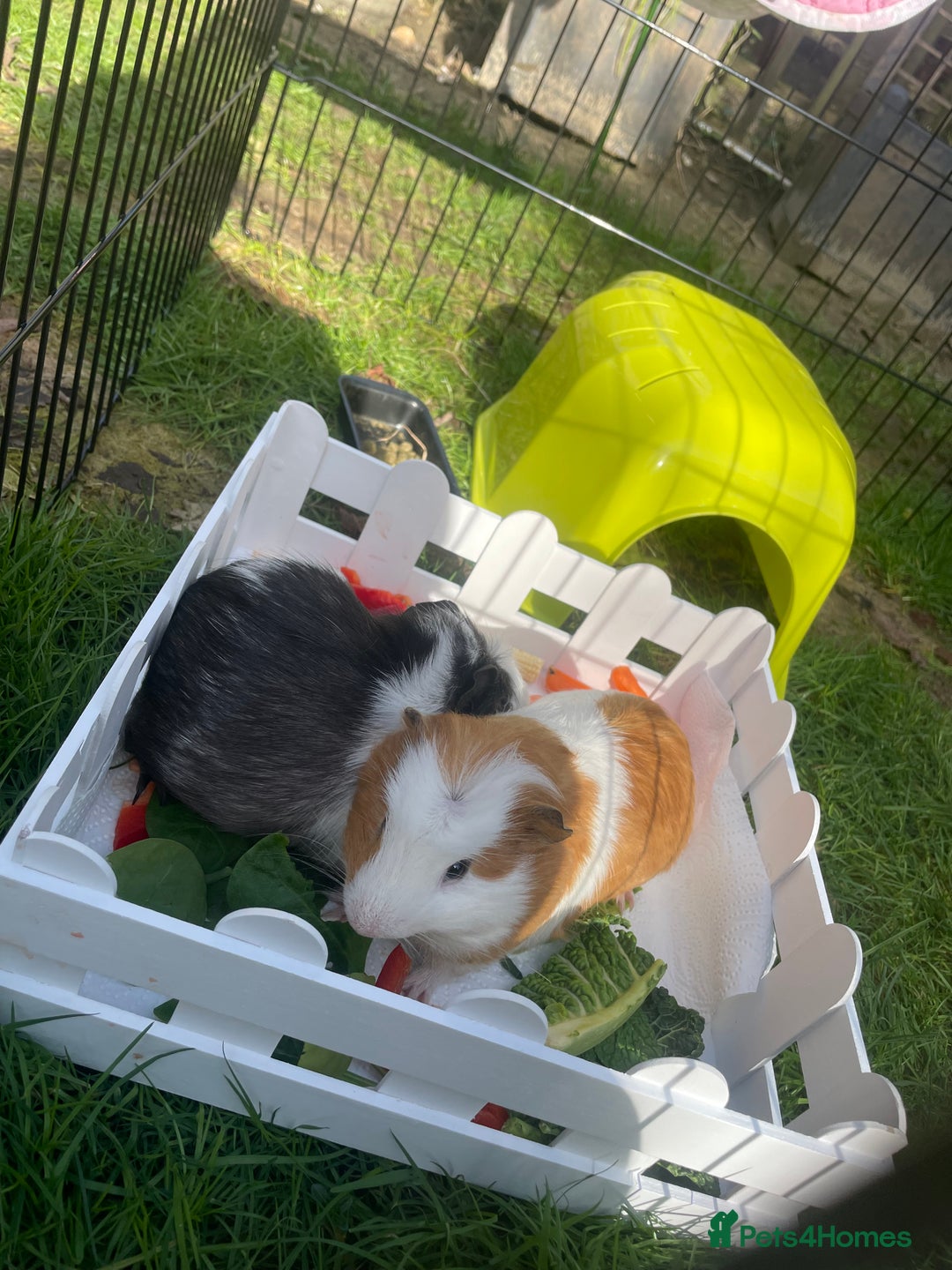 Guinea Pig rodents for sale: 2 male guinea  - Image 2