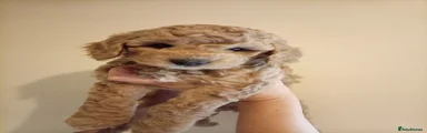 Rosie