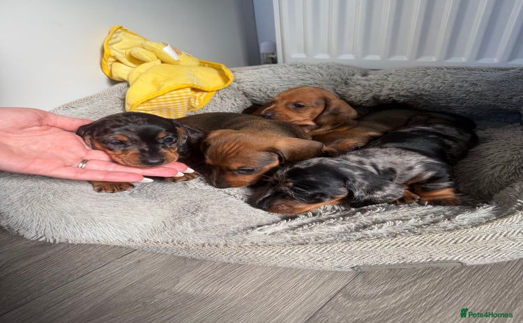 Miniature Dachshund dogs - Advert 1