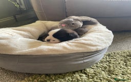 Saint Bernard dogs for sale: Stunning KC reg Saint Bernard puppies  - Image 9