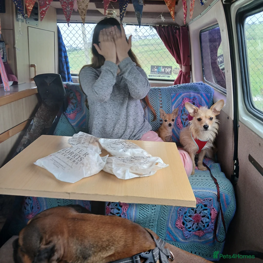 Mixed Breed dogs for sale: Mix breed dog needs a new home in Portsmouth - Advert 2