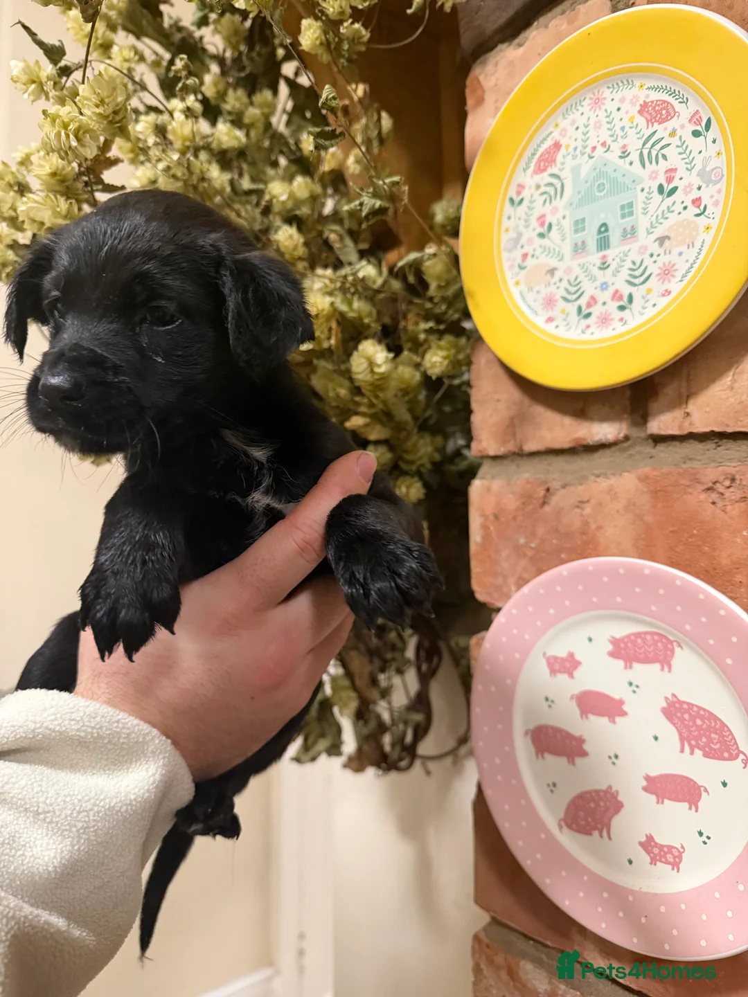 Mixed Breed dogs for sale: Belgian mal/working cocker spaniel  - Advert 5