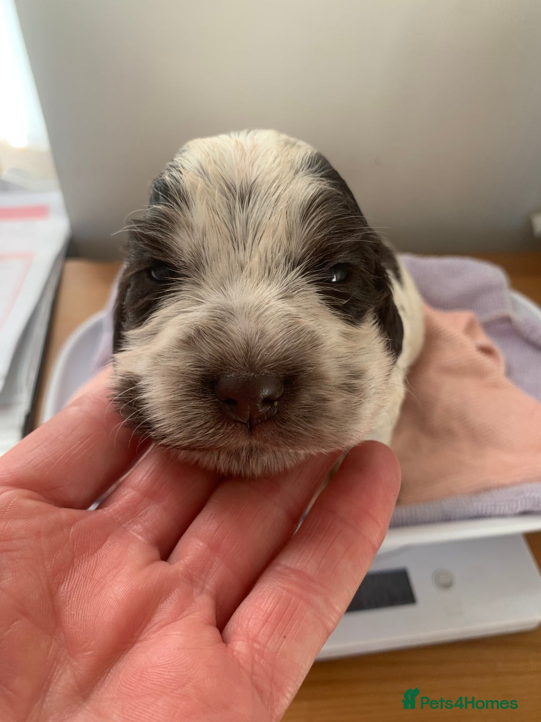 Cocker Spaniel dogs for sale: Beautiful show line cocker spaniel puppies  - Advert 25