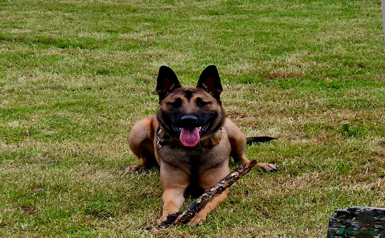 Belgian Shepherd Dog dogs - Advert 1