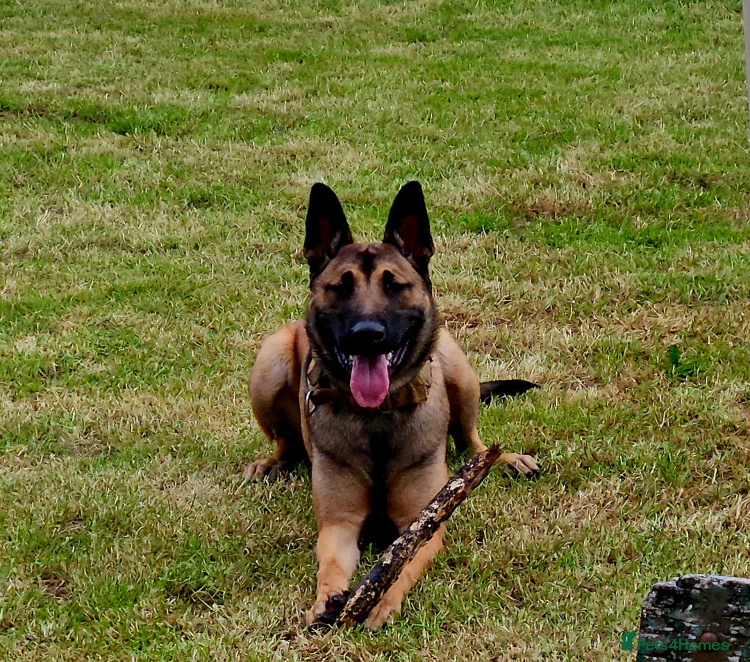 Belgian Shepherd Dog dogs for sale: Belgian mallinos pup - Image 1
