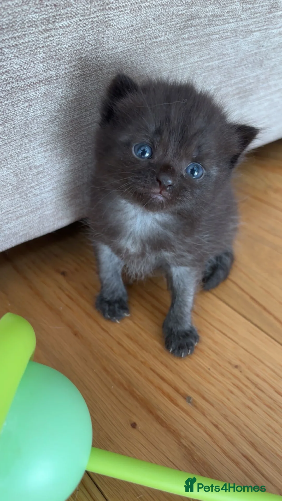 Domestic Shorthair cats for sale: 5 beautiful mixed ragdoll x domestic shorthair mix - Advert 1