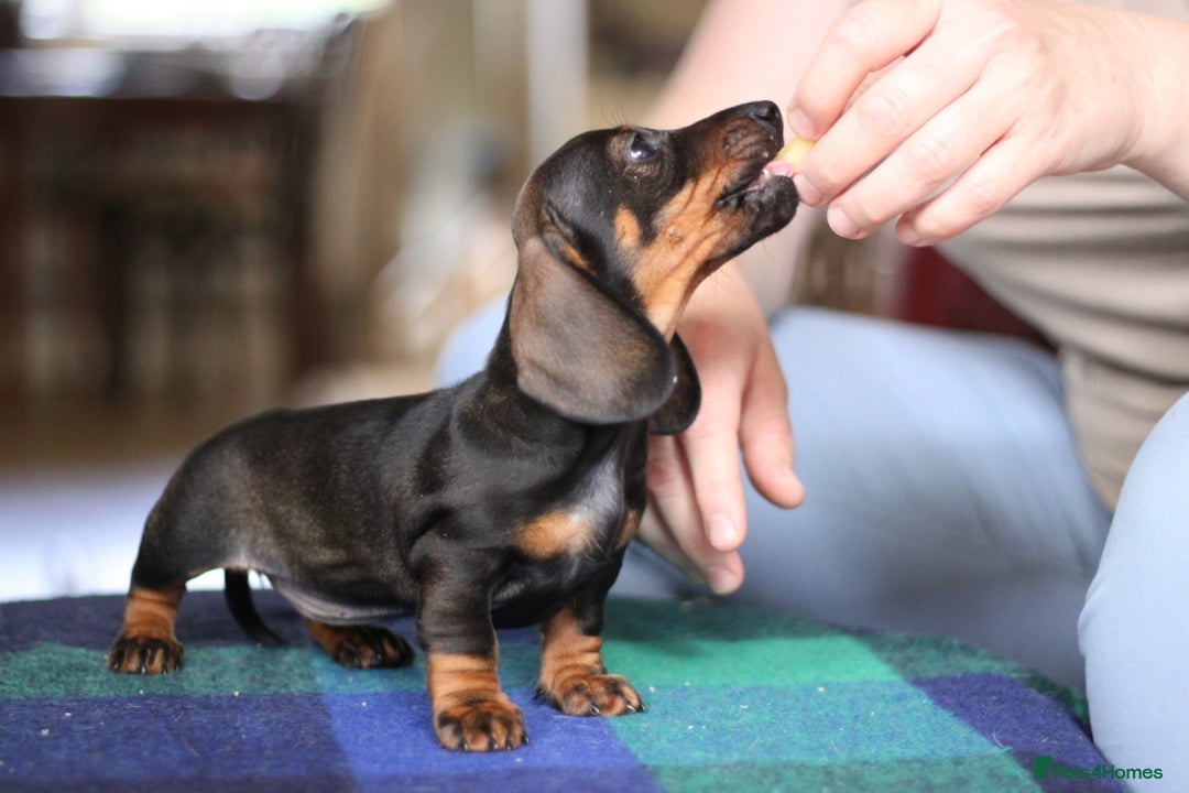 Miniature Dachshund dogs for sale: KC reg Miniature Wirehaired Dachshund girl - Image 2
