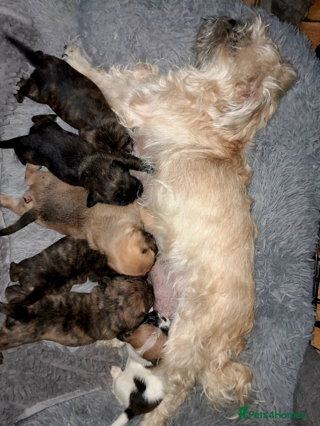 Mixed Breed dogs for sale: Puppies for sale  - Image 2