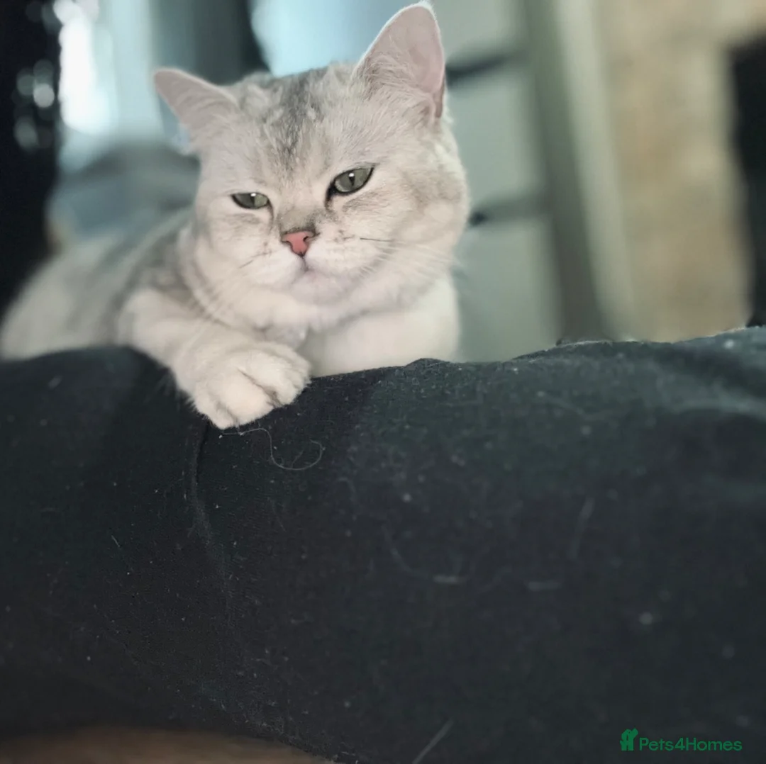 Scottish Fold cats for sale: 13 month old Scottish Fold mix cat for rehoming - Advert 2