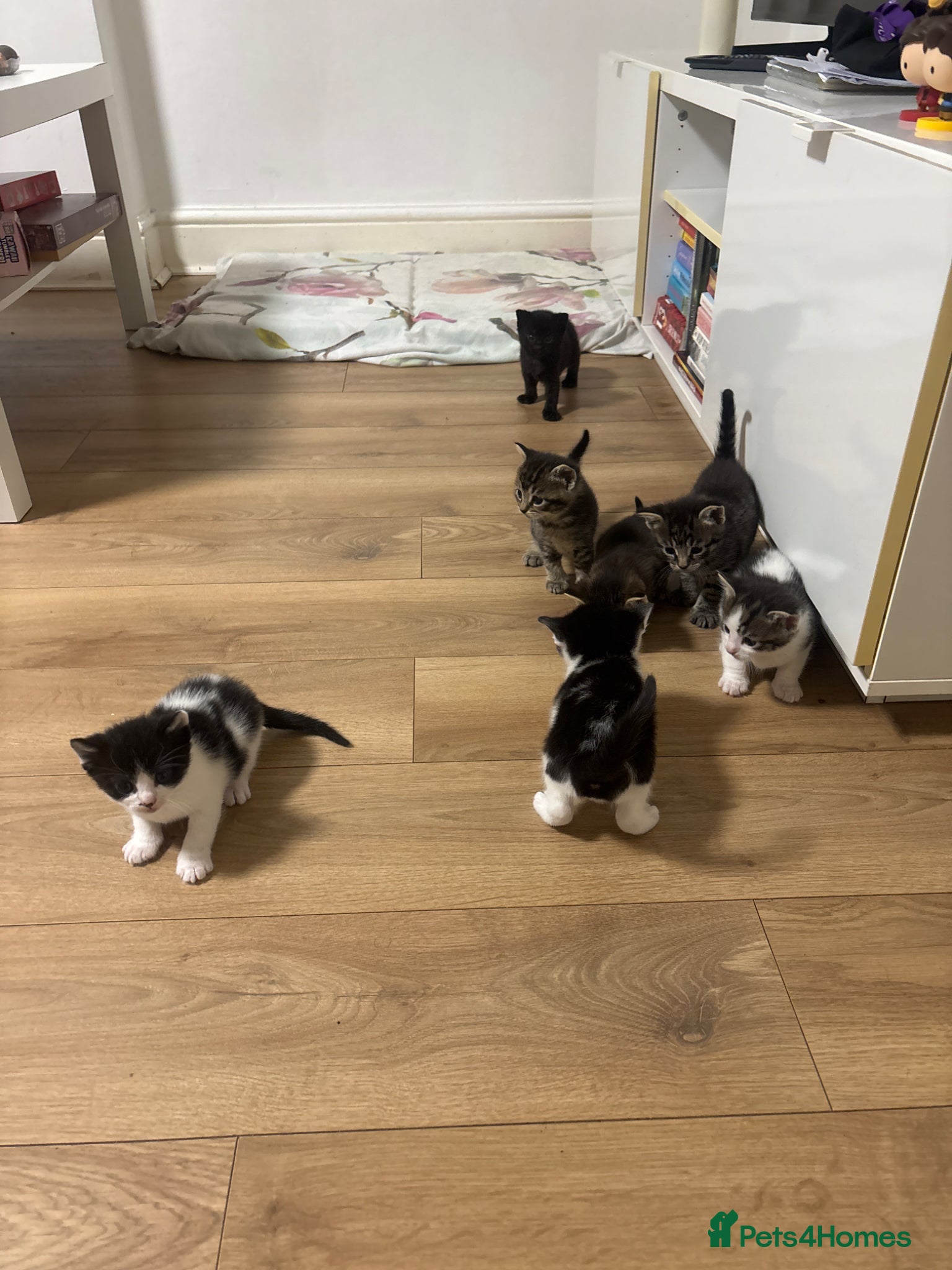 Mixed Breed cats Female cats for sale - Advert 1