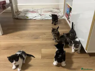 Mixed Breed cats Female cats for sale - Advert 1