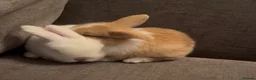 Cashmere Lop rabbits for sale: Cashmere Lops in Brentwood - Advert 3