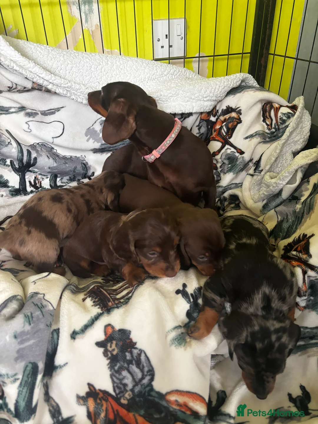 Dachshund dogs for sale: Miniature dachshund puppies 🐶long: smooth hair  - Advert 15