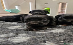 Labrador Retriever dogs for sale: 6 BEAUTIFUL BLACK PUPPIES. LAB CROSS COCKER - Image 13