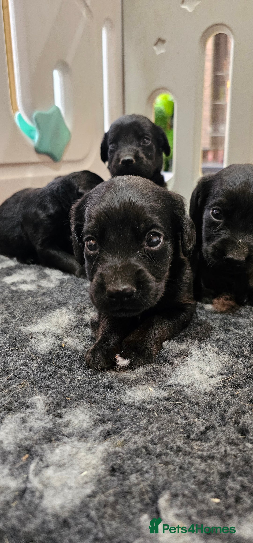Labrador Retriever dogs for sale: 6 BEAUTIFUL BLACK PUPPIES. LAB CROSS COCKER - Image 13